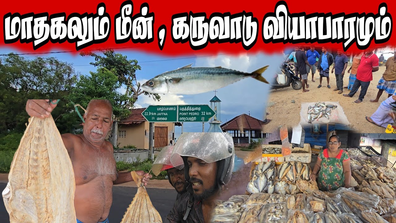 மாதகலும் மீன் , கருவாடு வியாபாரமும் Matagal fish and shrimp business
