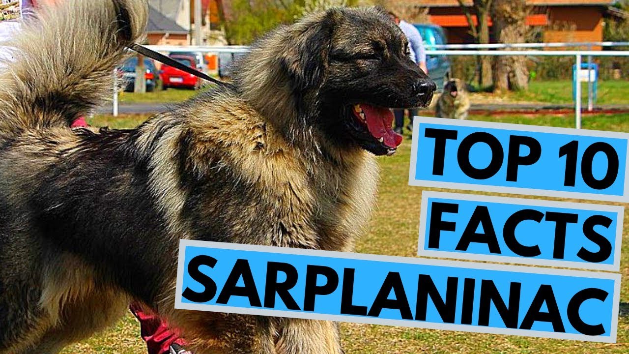 Sarplaninac - TOP 10 Interesting Facts
