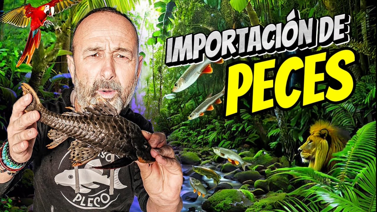 IMPORTACION DE PECES ORNAMENTALES | Peixos Valencia