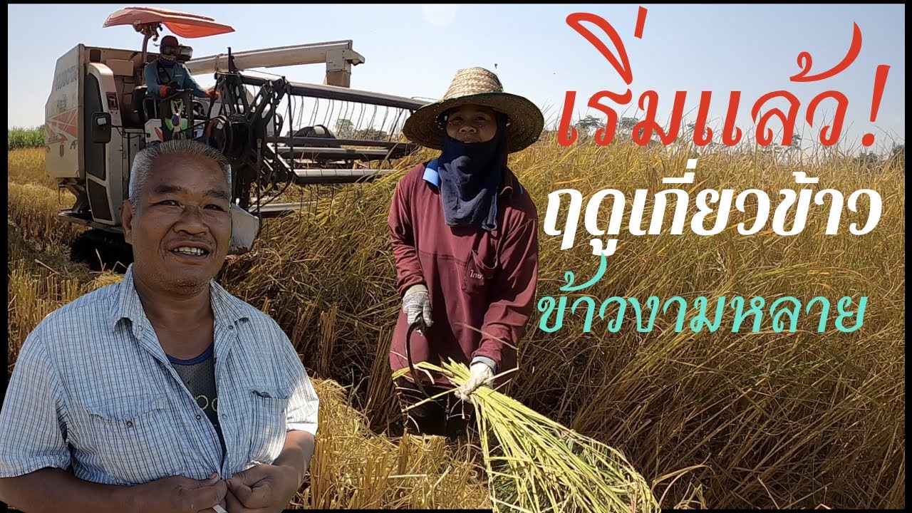 เริ่มแล้ว!!ฤดูเกี่ยวปี 2000 EP 174