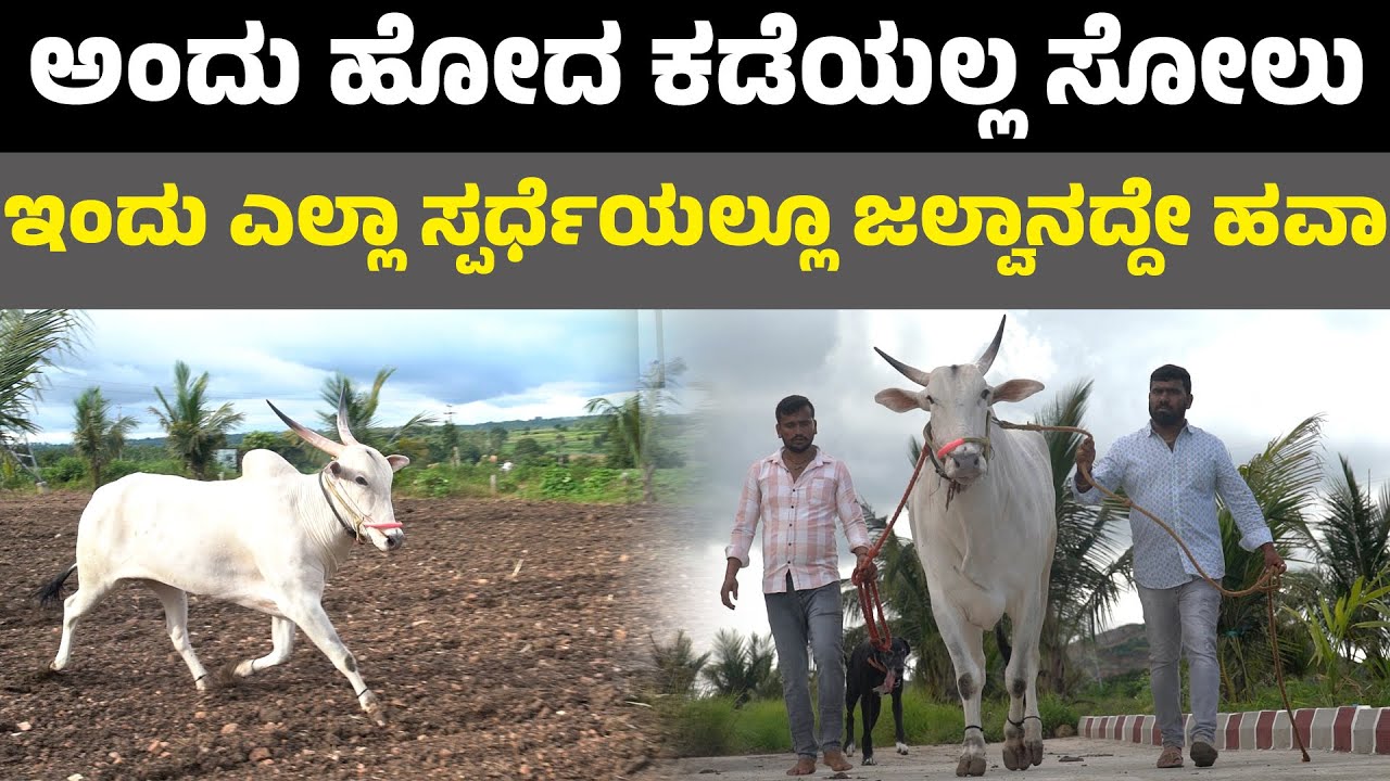 JALWA ಇಂದು ಎಲ್ಲಾ ಸ್ಪರ್ಧೆಯಲ್ಲೂ ಜಲ್ವಾ ನದ್ದೇ ಹವಾ I Arp Chandru I Krushi suddi I Hallikar I khilari bull