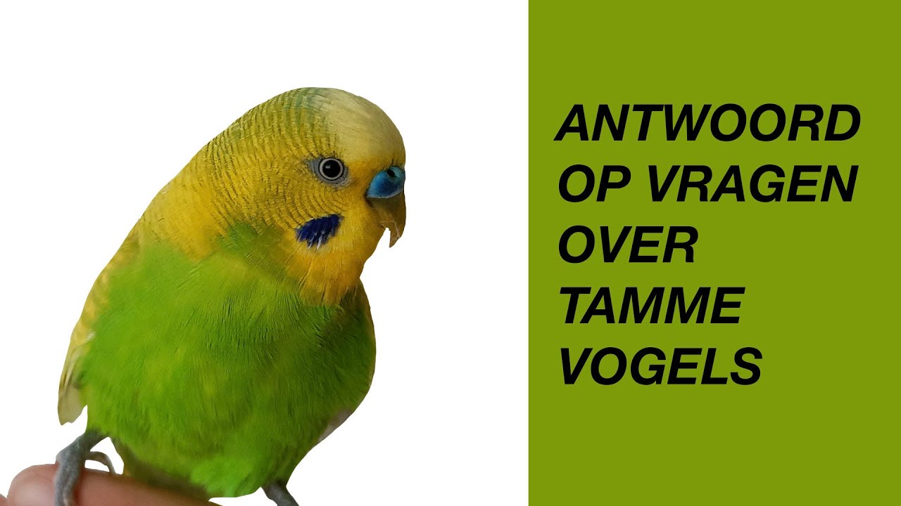 Antwoord Op Vragen Over Tamme Vogels (parkiet, papegaai)