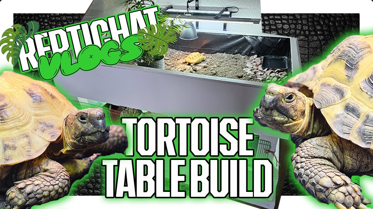 Ultimate DIY Tortoise table! (Horsfield Tortoise) How To Build a Tortoise Table, Tortoise Set Up