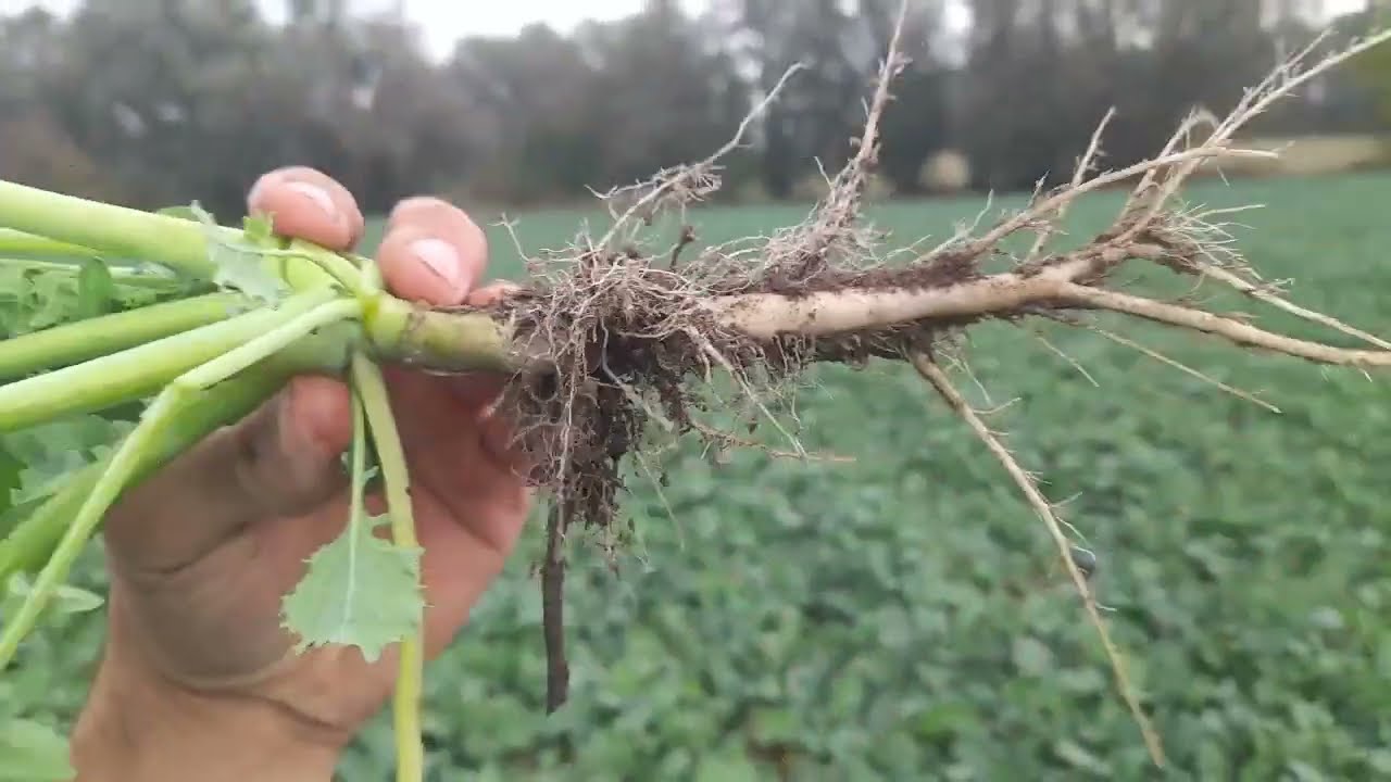 Rzepak ozimy Anton - kondycja plantacji 20 października - Przegląd plantacji #67