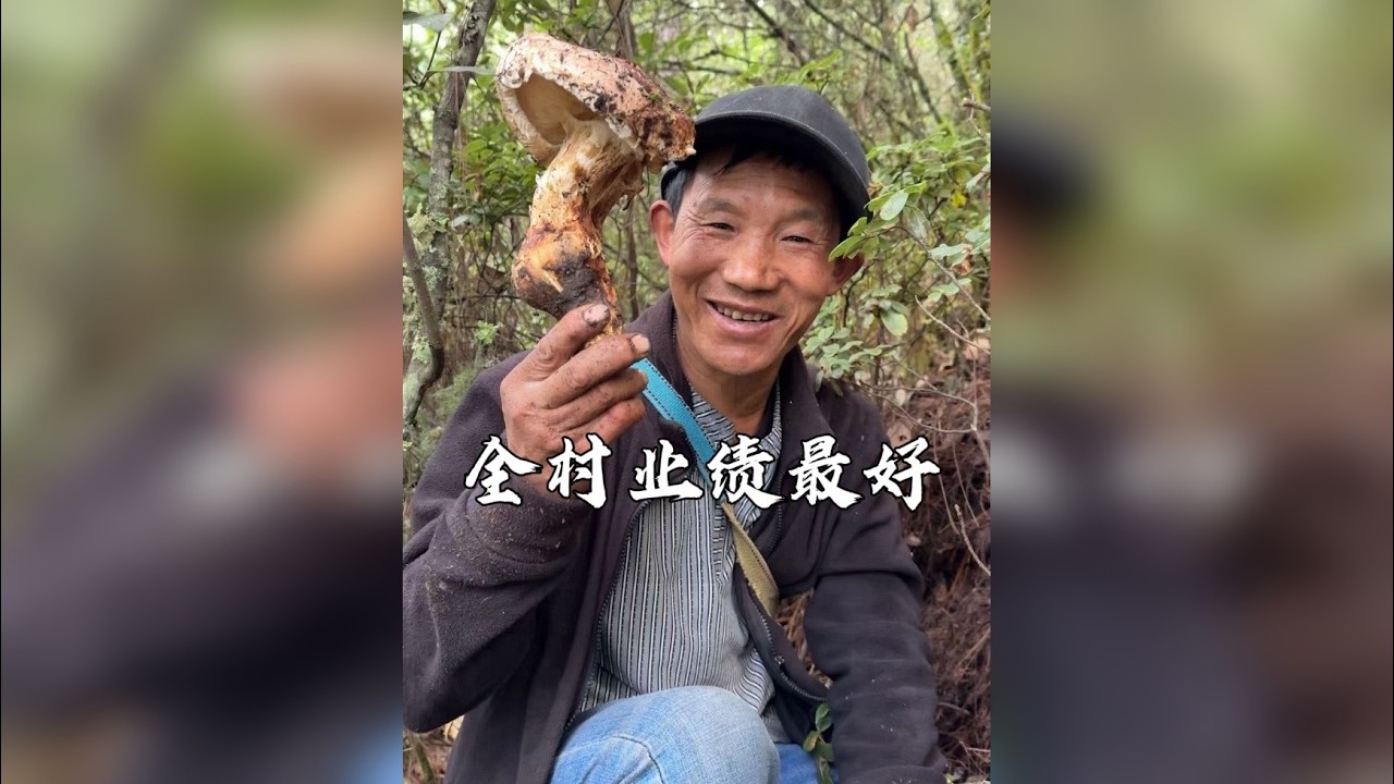 父子联手采松茸，拿下了全村最高业绩