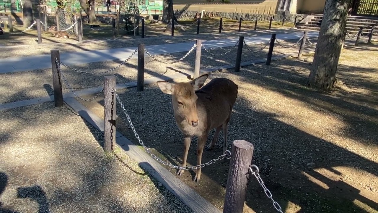 奈良の鹿がチェーンをカミカミ🦌 Too cute