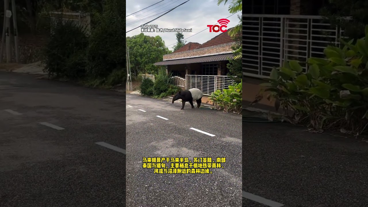 马国民宅惊现马来貘出没！濒危动物误入社区引关注