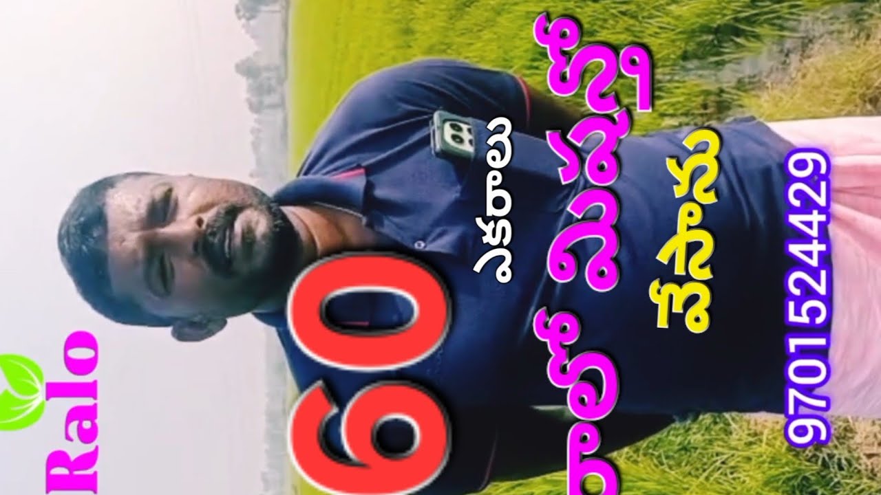 60 ఎకరాలు నాటు రాలో మిషన్ తో వేశాను#raloagrogenetics #raloagro #paddy #agroculture_hub #rice #paddy 