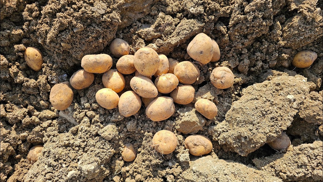 PATATES NASIL EKİLİR?💥 PATATES NE ZAMAN EKİLİR?PATATES EKİMİ NASIL YAPILIR?PATATES HANGİ AYDA EKİLİR