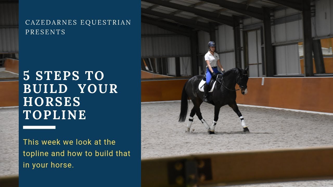 5 steps to Build  your horses Topline