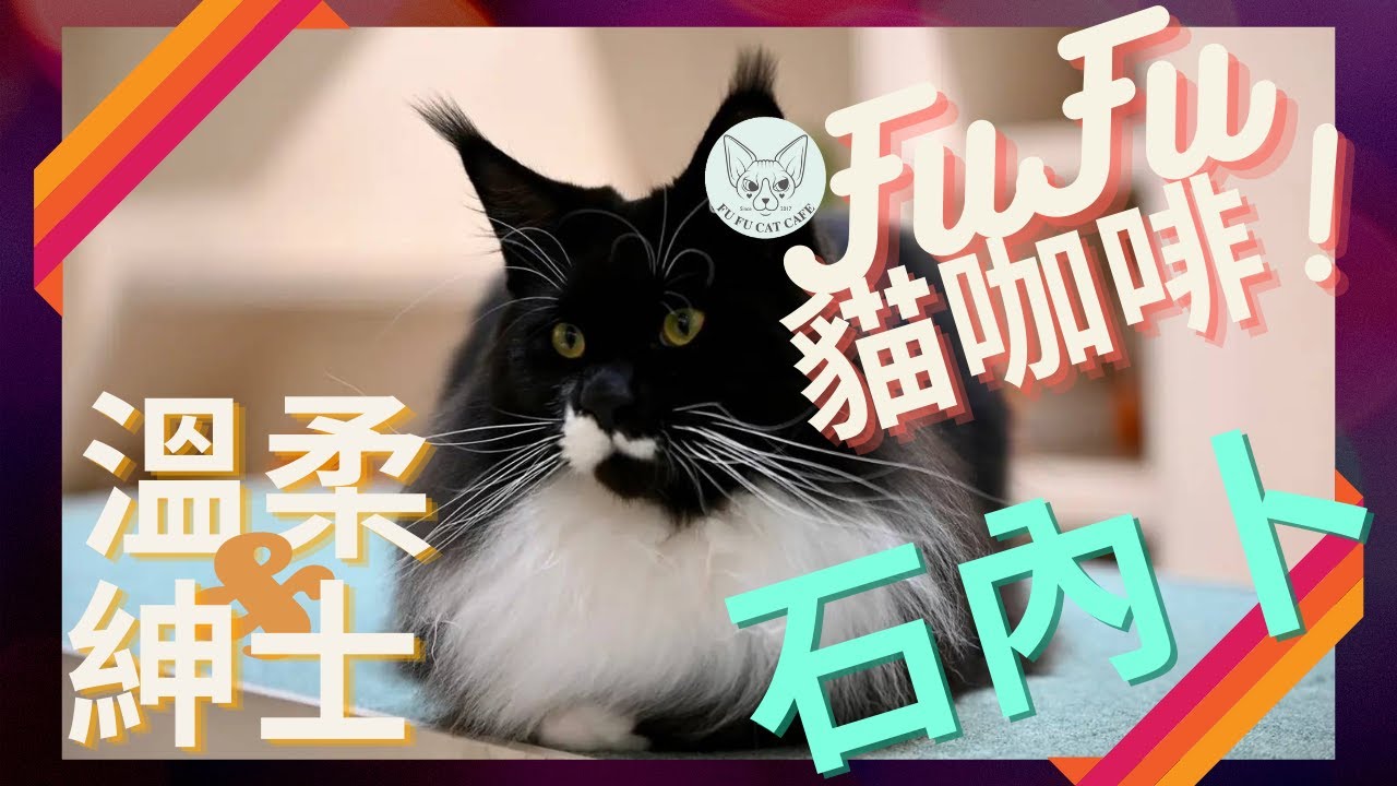 【石內卜】FUFU貓咖啡十五台柱介紹｜溫柔大漢｜其實超級膽小