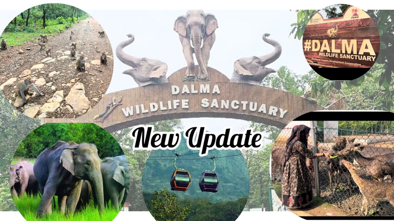 Dalma wildlife Century 🦣🦧🐒#video #youtube #viralvideo #wildlife #subscribe #vlog #trending