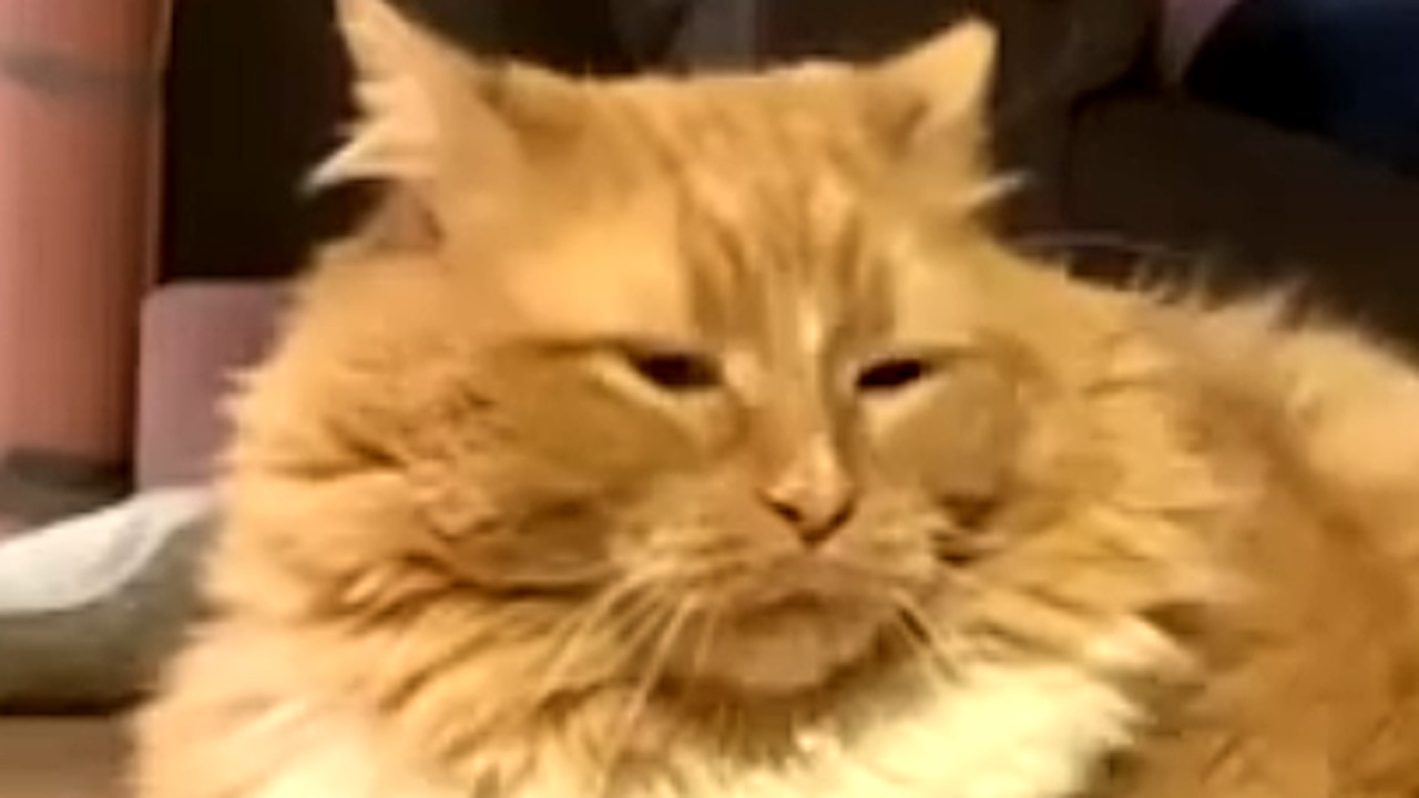 Chonky cat has hilarious reaction to going on diet