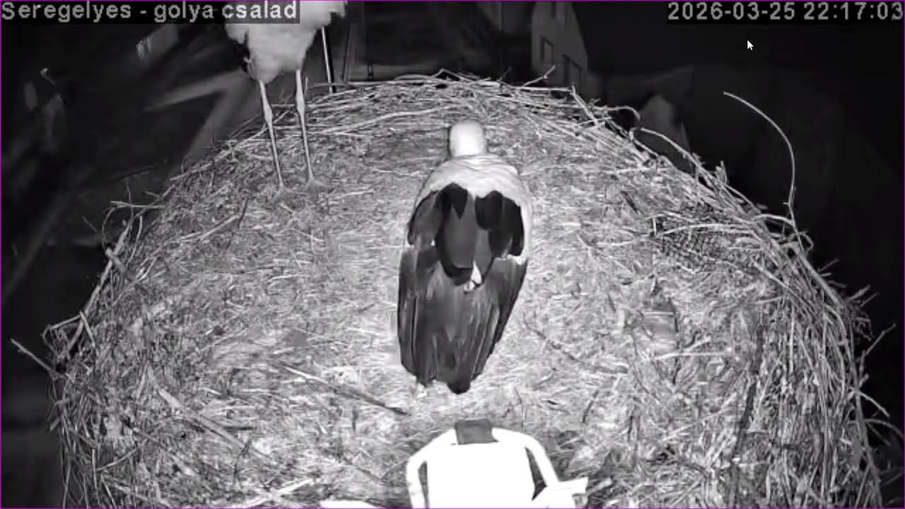 Seregélyes - gólya család