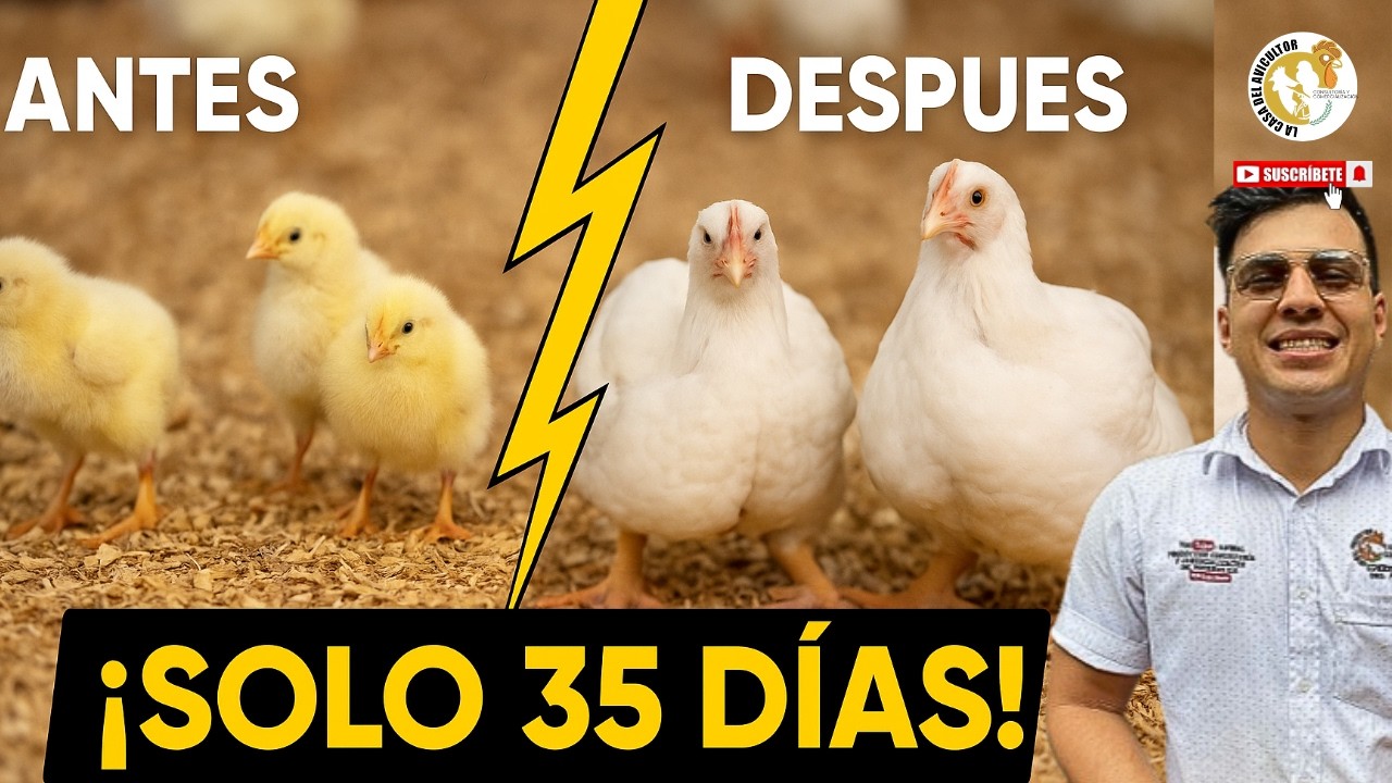 🚀 Cómo ENGORDAR pollos en 35 DIAS de 2 500 g (Paso a paso)