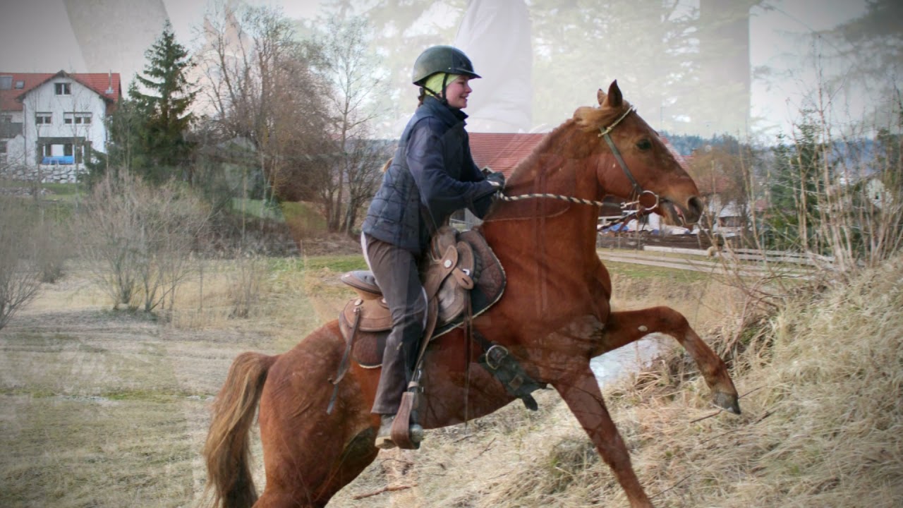 Blaze Of Remedy's Sheila TH - Missouri Fox Trotter Deckhengst