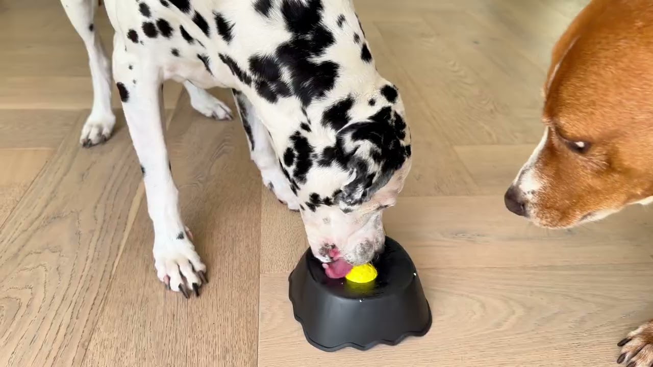 This entertained my hyper dog for an hour