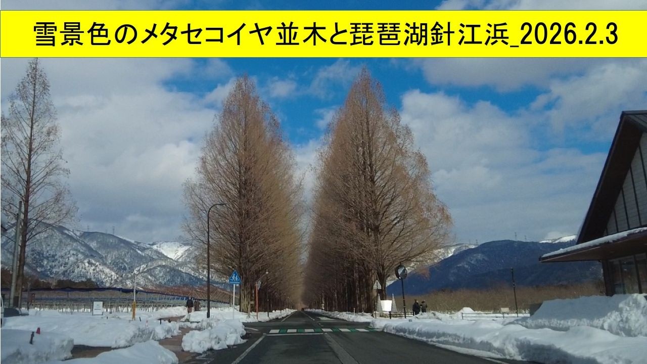 メタセコイヤ並木＆針江浜 20260203