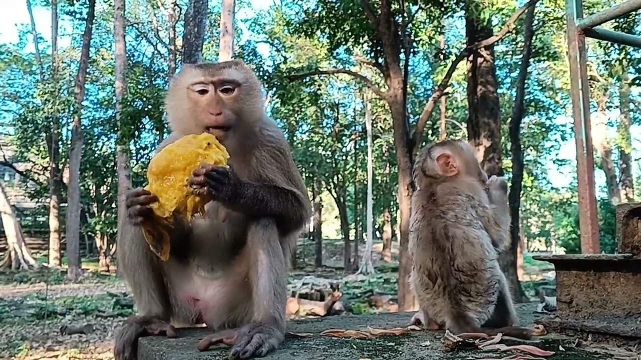 Mummy Monkey Relaxes While tropical fruit | Mango | Cutest Moment Ever!