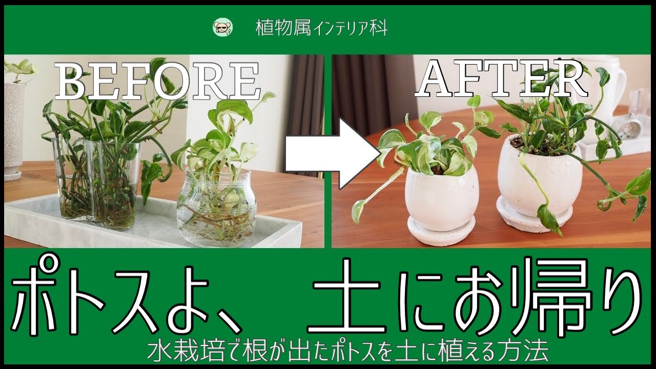 「水栽培で根が出たポトス」を土に植え付ける方法【注意点も解説】