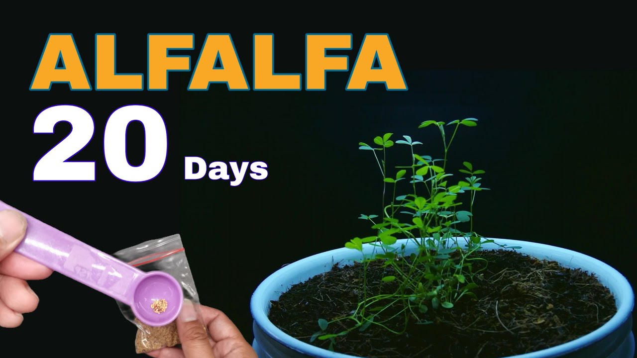 Growing Alfalfa From Seeds I timelapse for 20 days