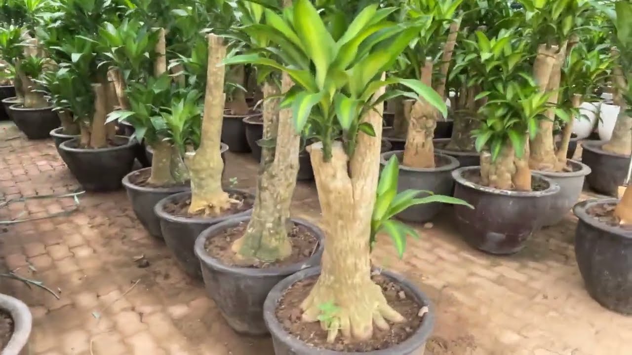 cây thiết mộc lan . thích hợp với tuổi nào. theo phong thủy - Lh 0942948183
