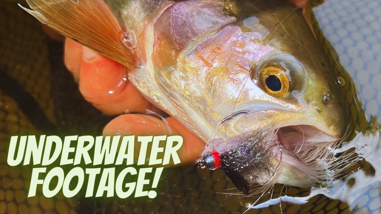 Fly Fishing Trout With The Dub Minnow On The Clear Fork Of The Mohican River, Ohio