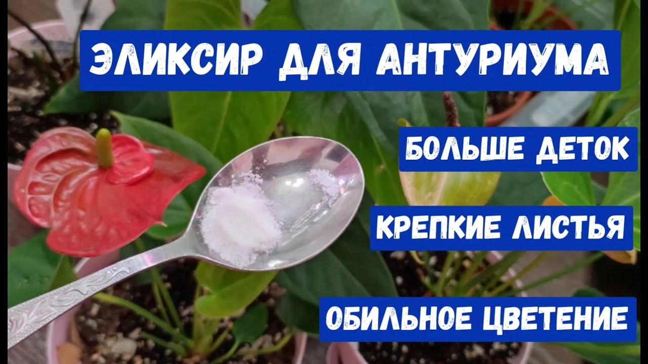 ВОЛШЕБНЫЙ ЭЛИКСИР для АНТУРИУМА! Будет Много деток, крепкие и зеленые листья, обильное цветение