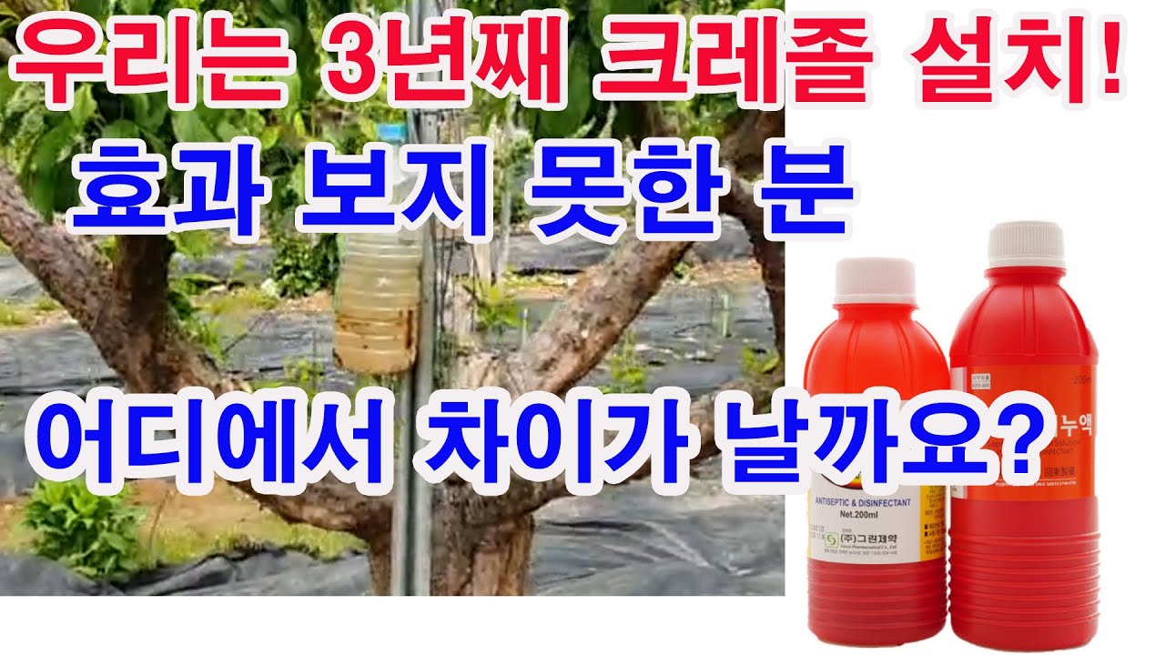 우리는 3년째 크레졸 설치! 효과 보지 못한 분 어디에서 차이가 날까요?(해충 방제, 노린재 방제, 해충 기피제, 노린재 기피제, 크레졸 효과, 노린제 퇴치법, 해충 퇴치법)