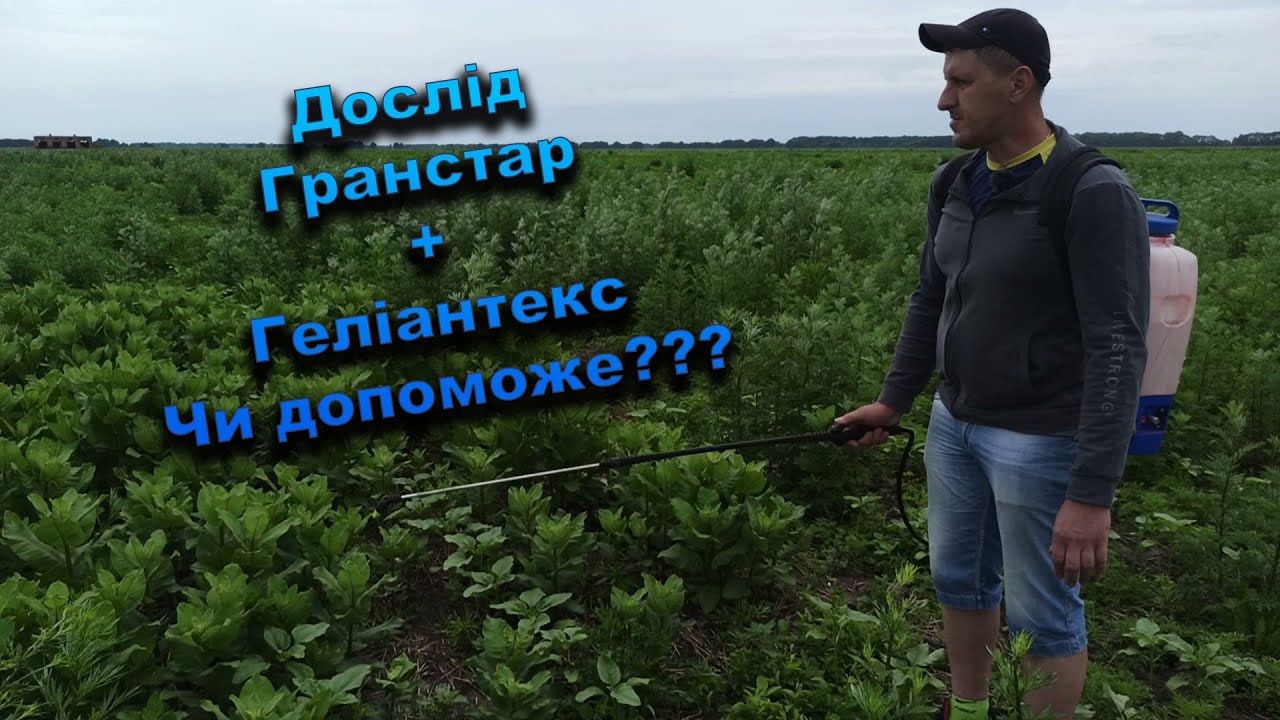 Геліантекс + Гранстар, дослід на широколистяні бур'яни