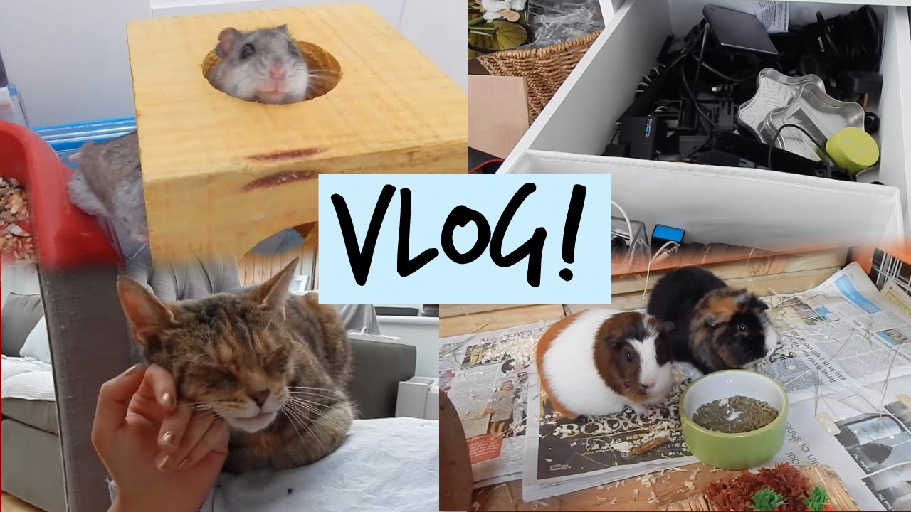 Upclose With Minky & Peek At My Camera Drawer | Hamster HorsesandCats