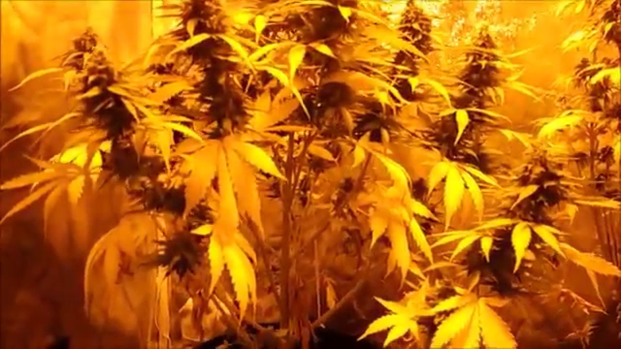 #cultivo interior 400W #Dinafem #BuddhaSeeds #Deimos #industrial