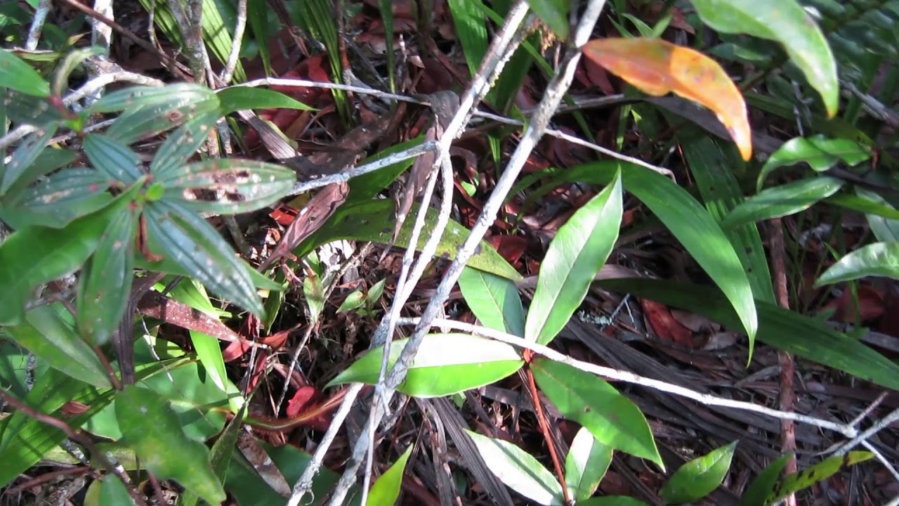 Nepenthes veitchii in Bario (2014) - location 2