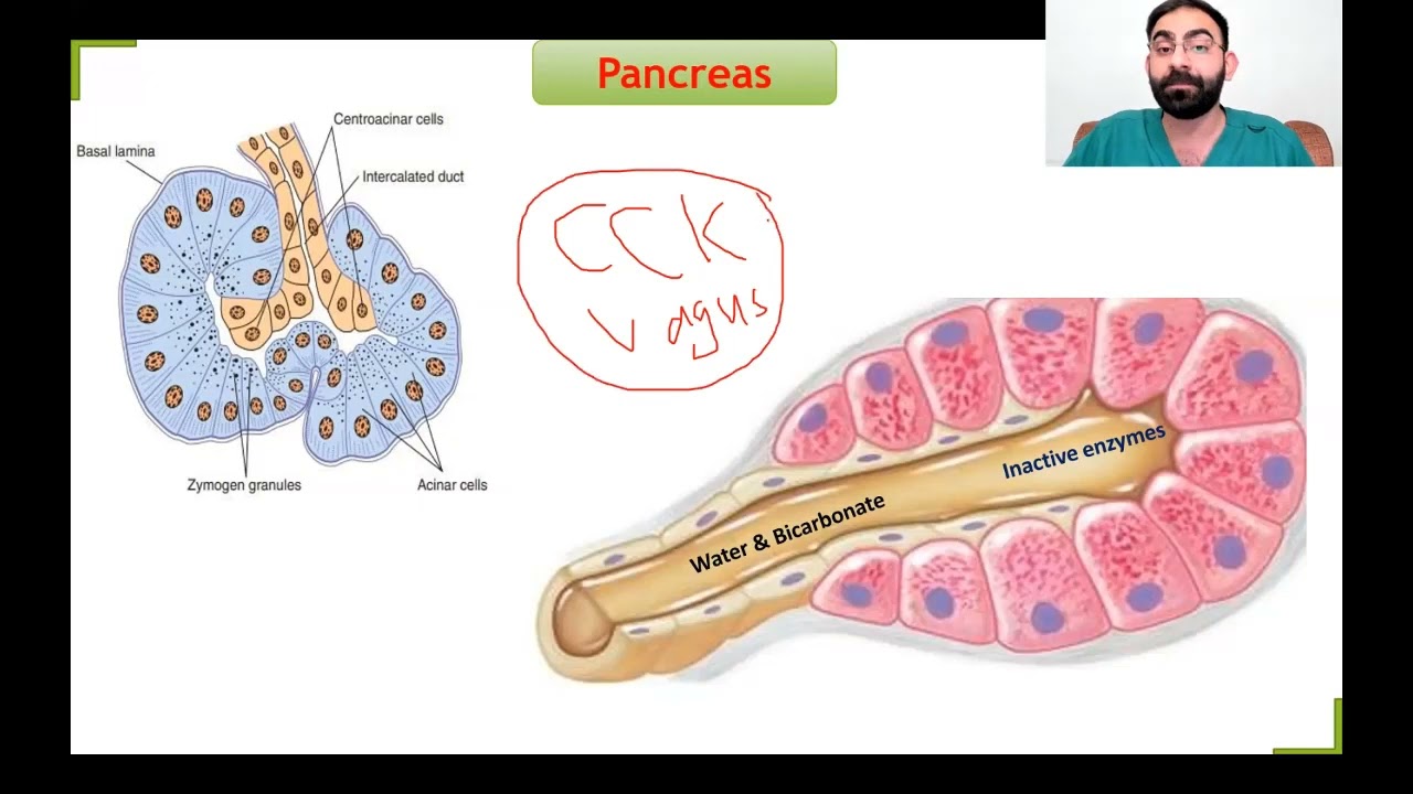 GIT (Dr.yousif abbas) pancreatic secretion Lec.7