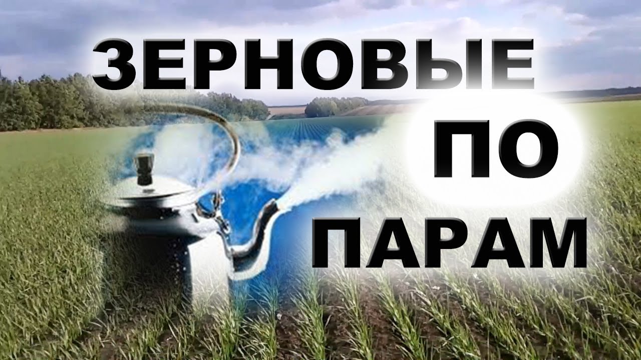 ПШЕНИЦА ПО ПАРУ | ОБЗОР СЕЯЛОК, ВСХОДЫ,