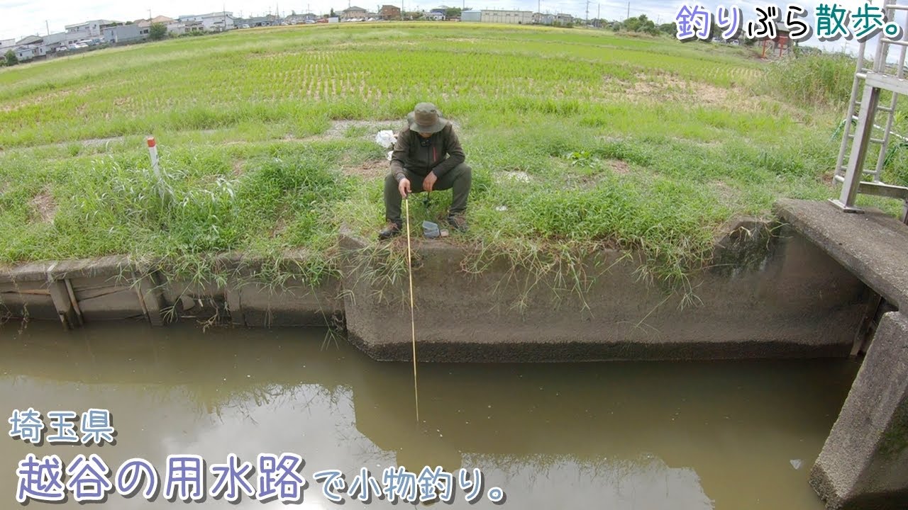 秋のカフェオレ色の水路は入れ食いです！ 越谷市付近の用水路で小物釣り。