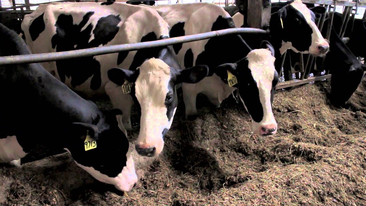 Climate Smart Farming Story: Stein Farms