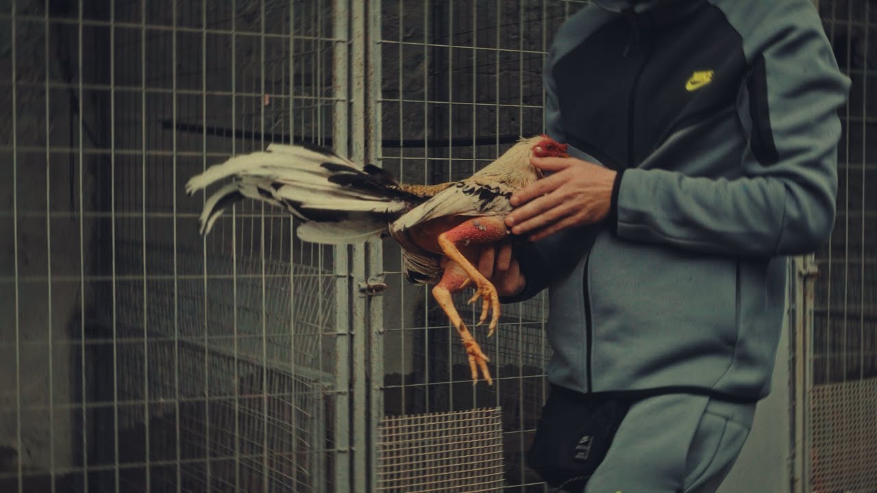 PELI777 - MONTECARLO ( VIDEO OFICIAL )