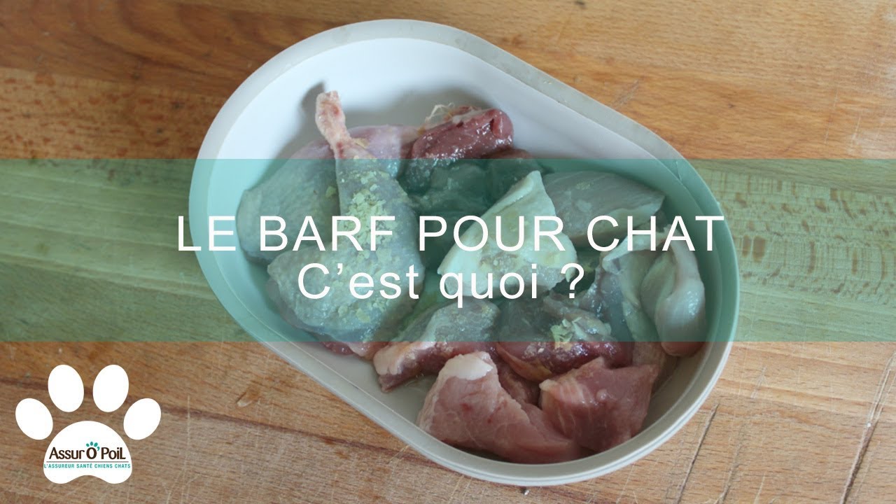 Nourrir son chat au barf : avantages et inconvénients | Assur O'Poil