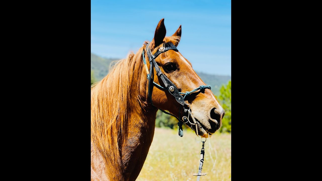 How to Ride and Keep Your Pacey Tennessee Walking Horse In Gait   - Tennessee Walking Horse
