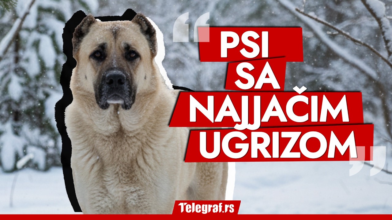 Ovo su ubice vukova: Ušli smo u odgajivačnicu najjačih pasa na svetu