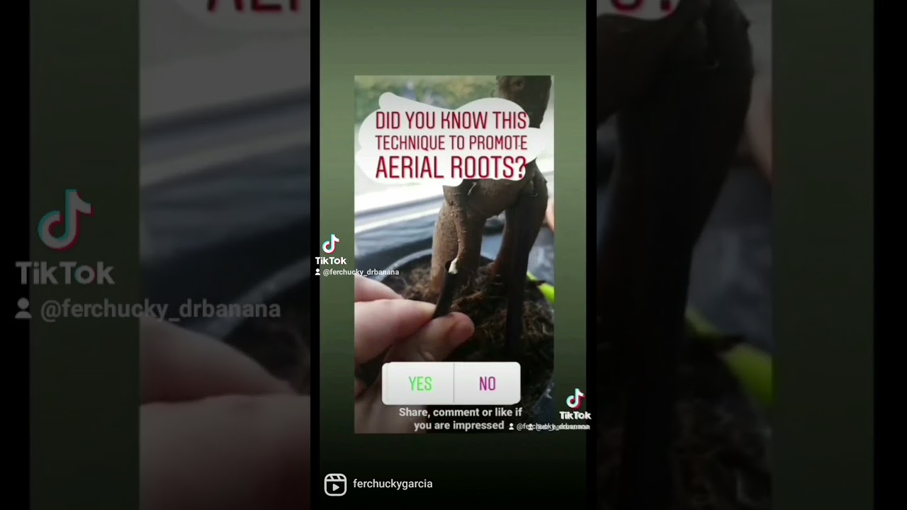 How to promote aerial root growth: 