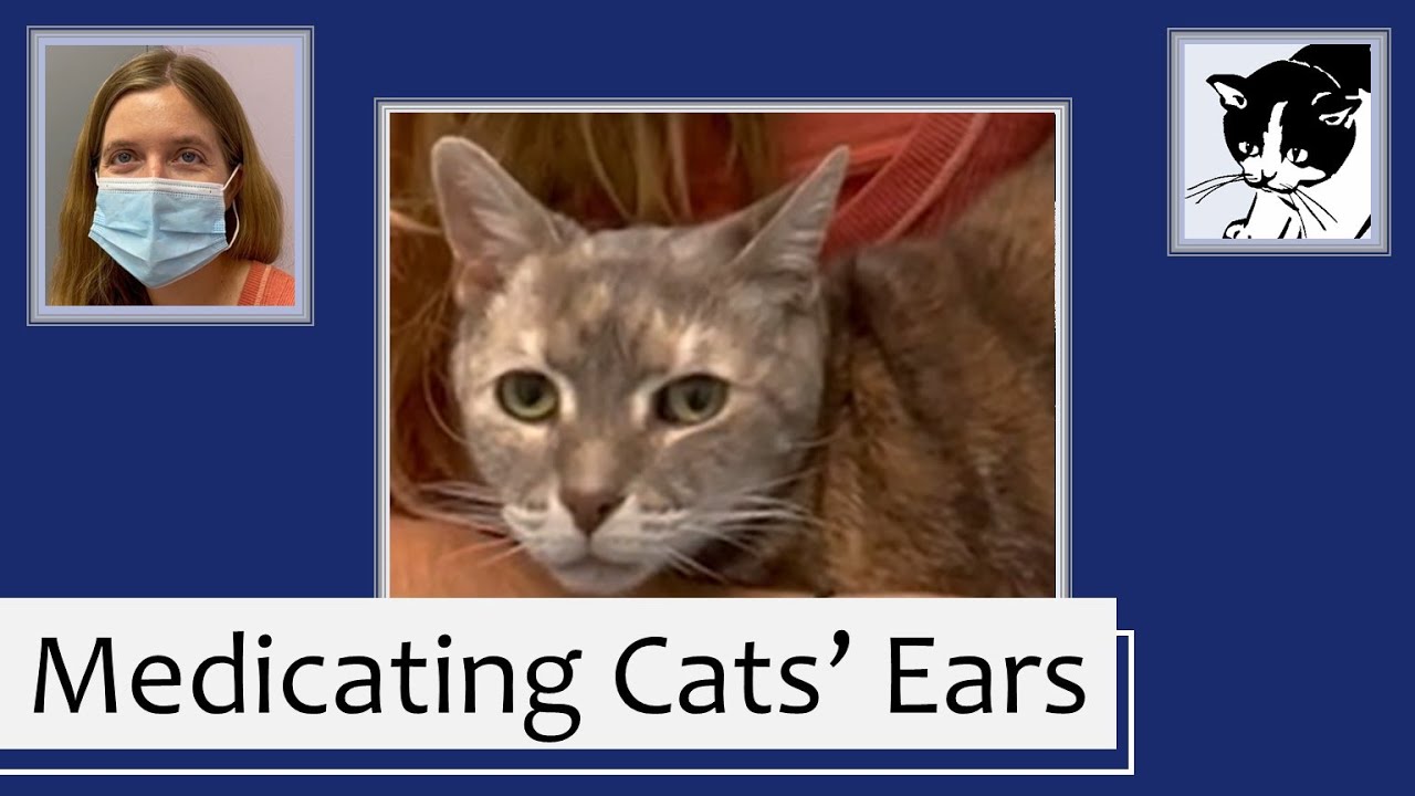 Applying Ear Medications to a Cat