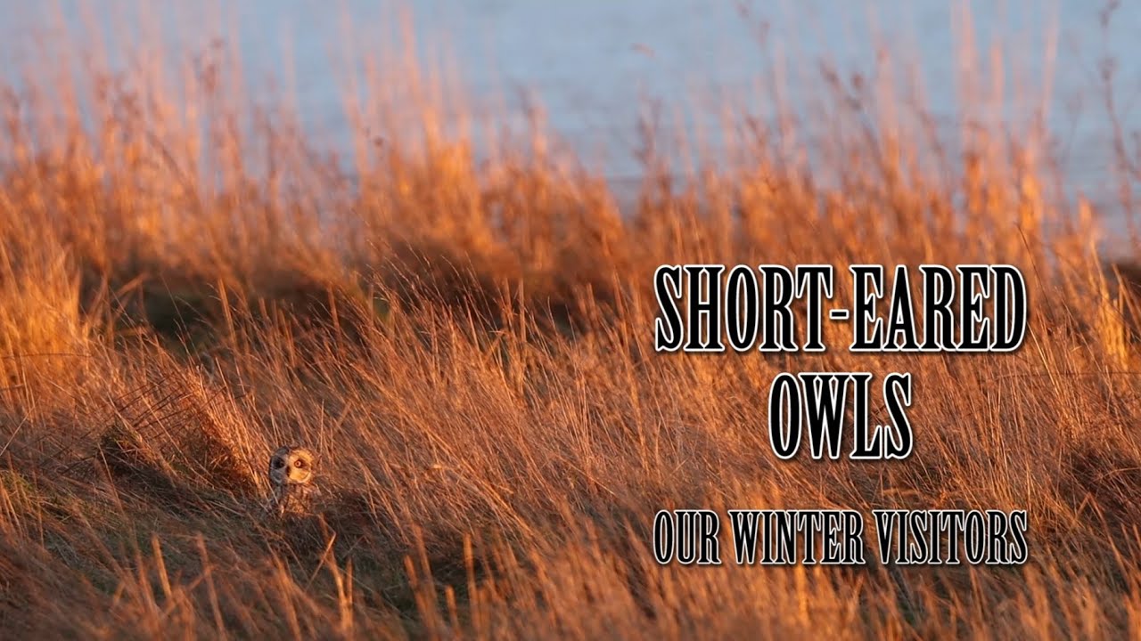 Short Eared Owls   Our Winter Visitors