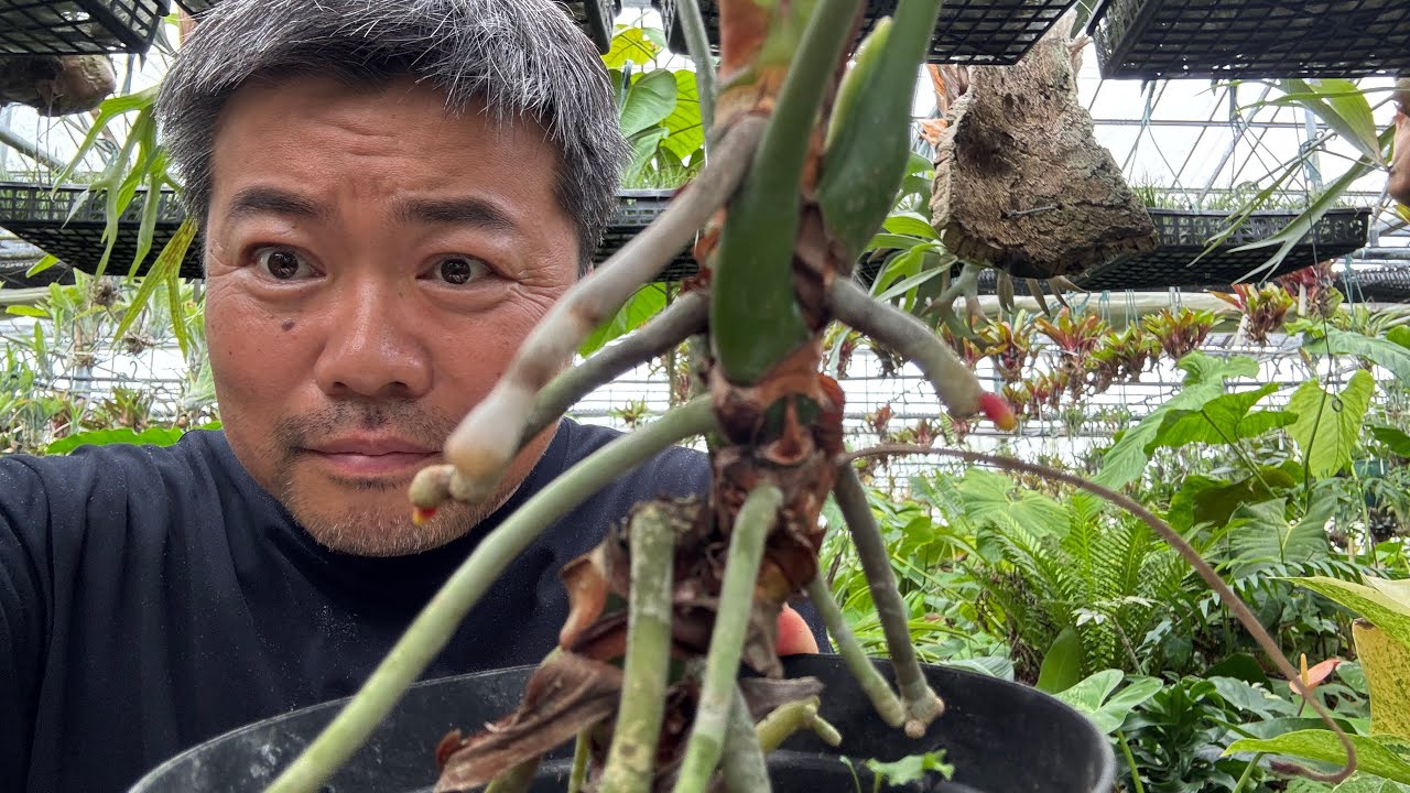 【初心者向け】観葉植物の根について解説‼️