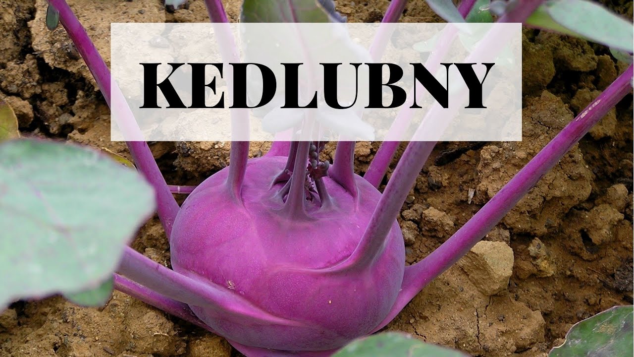 Pěstování kedluben krok za krokem