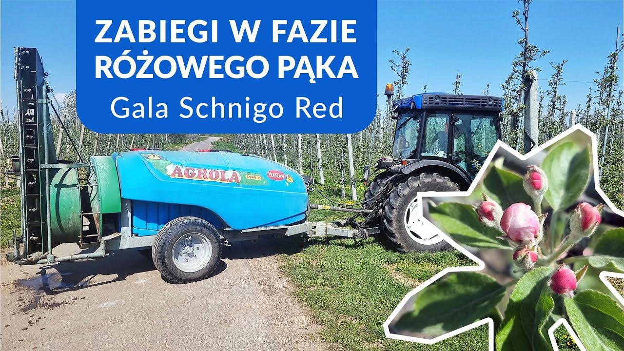 Gala Schnigo Red - Zabieg Delan + Cyflux Clayton + Algaren Twin