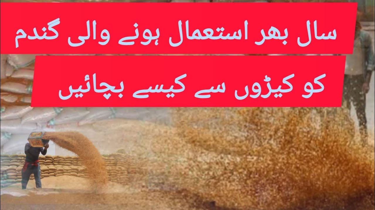 how to store wheat at home|how to store wheat for long term storage|gandum ki susri||@IRFARM786