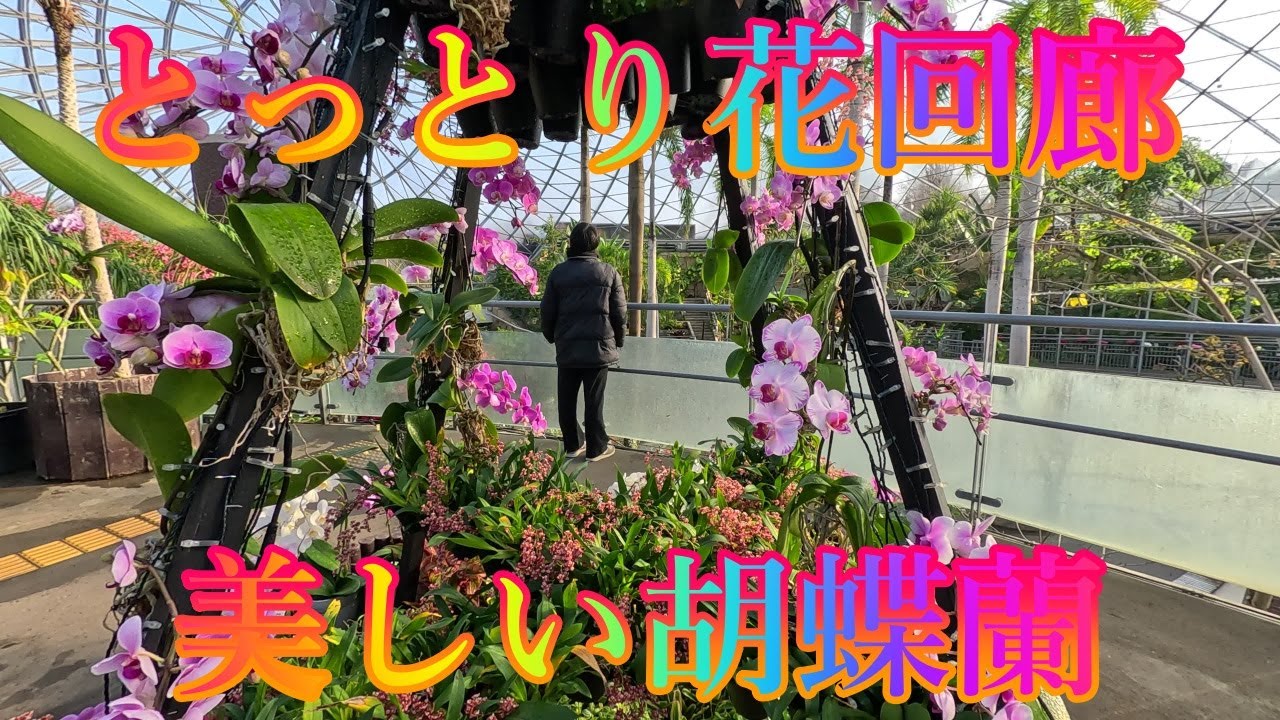 冬の季節 1月16日 金曜 晴れ 花の香園 #とっとり花回廊 美しい胡蝶蘭 日本 鳥取県西伯郡南部町鶴田 レストラン花かいろう @WalkingYoshi