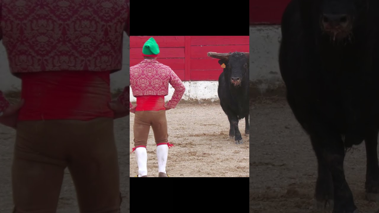 ARTES TAURINAS DE RIESGO 😱 FORCADOS PORTUGUESES PINA DEL EBRO 2024 #forcados #toros #torostv